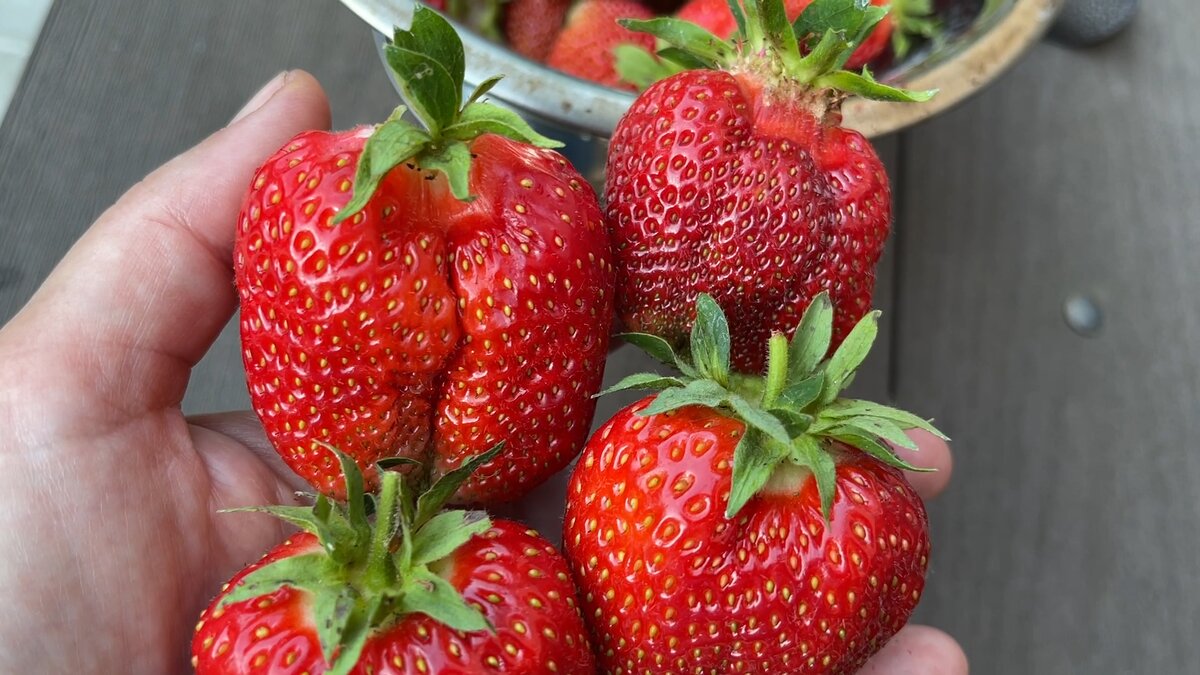 Как вырастить клубнику без болезней: секреты успешного ухода