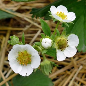 ���� �� ����������: ��� �������� ��������� ��� �������� ������