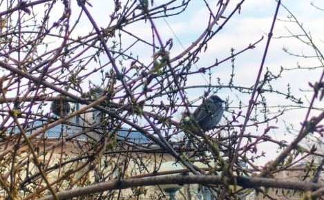 В первые апрельские выходные обещают дожди