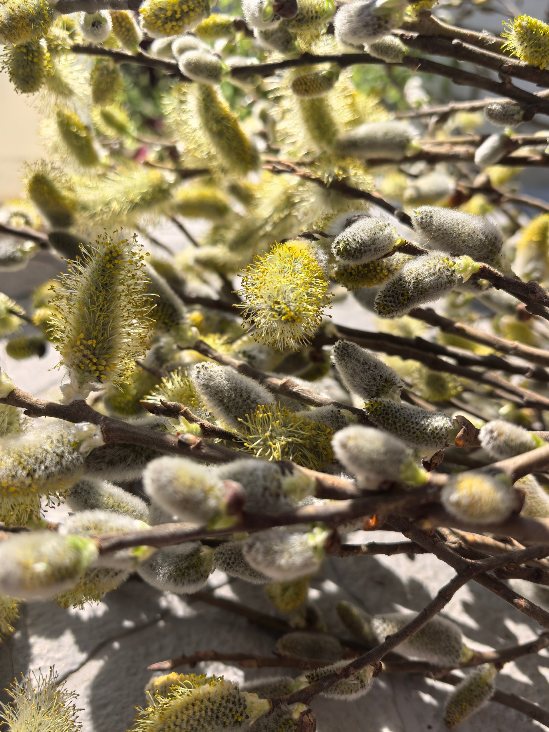 Дорогие друзья! Поздравляем вас с большим христианским праздником — Вербным воскресеньем!