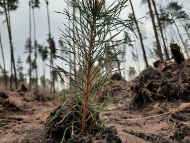 В Белгородской области стартовал весенний лесокультурный сезон