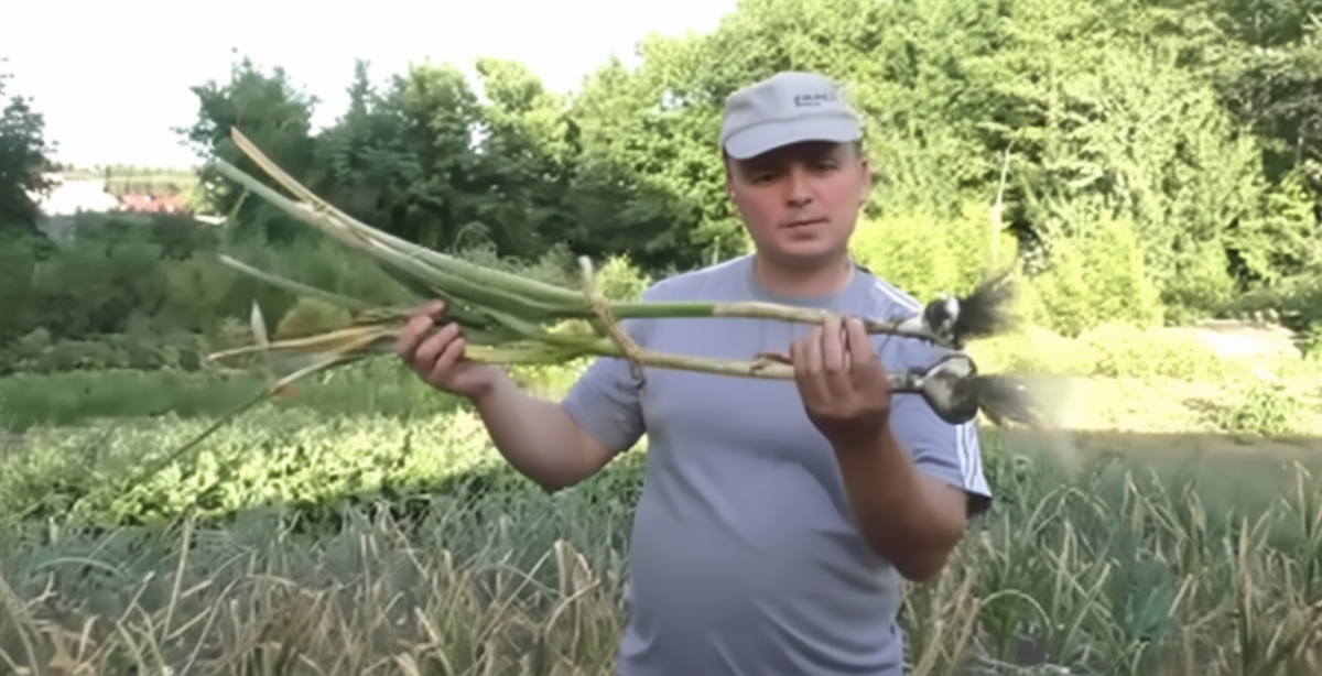 Как подготовить идеальную грядку для озимого чеснока: секреты урожайности