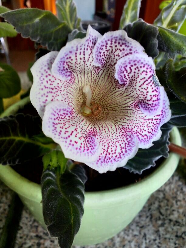 Неожиданное пробуждение глоксинии: история цветка с удивительным концом