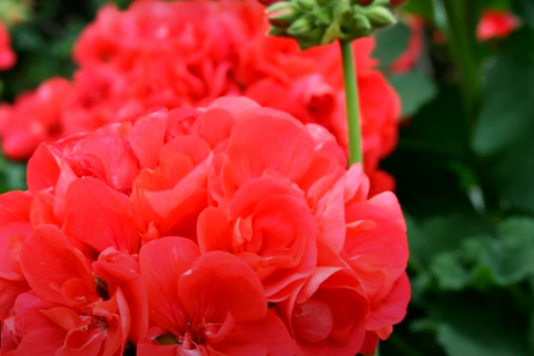 Как успешно размножить пеларгонию и украсить свой сад