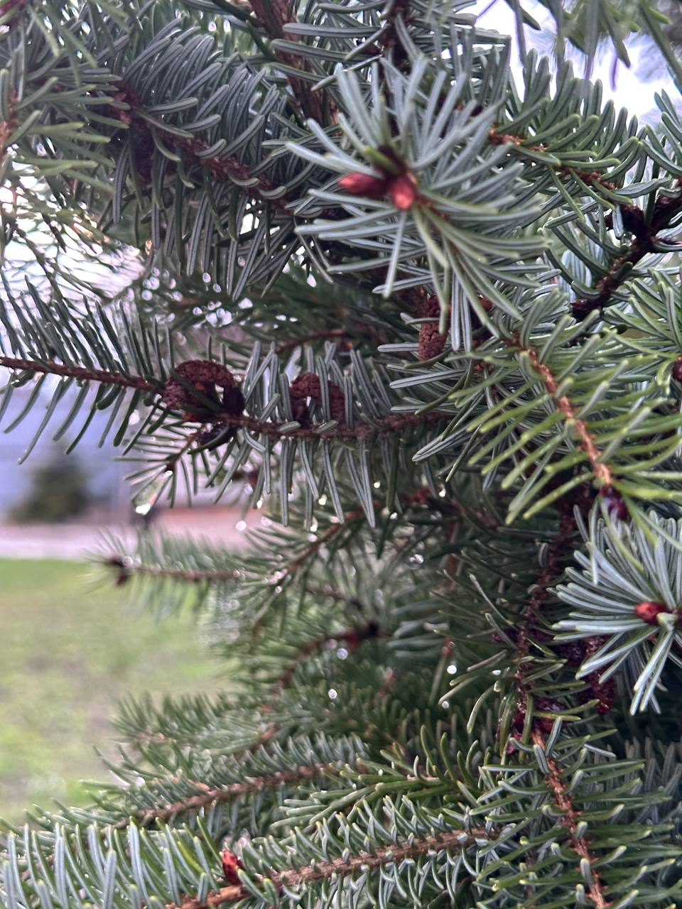 Доброе утро, белгородцы!. Сегодня прогноз неутешительный: будет посмурно и дождливо