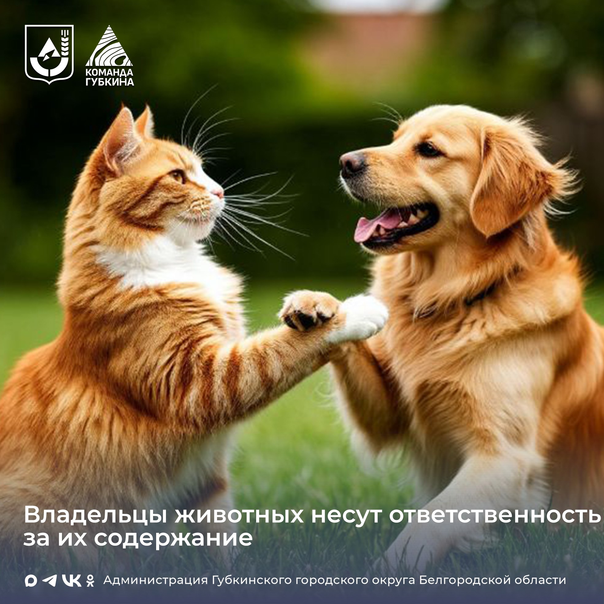 Владельцы животных должны неукоснительно соблюдать правила содержания животных