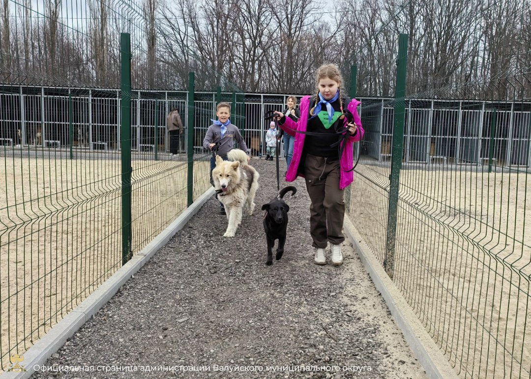 Обучающиеся школы № 4 города Валуйки вместе с родителями и педагогами побывали в приюте для бездомных собак Обучающиеся школы № 4 города Валуйки вместе с родителями и педагогами побывали в приюте для бездомных собак