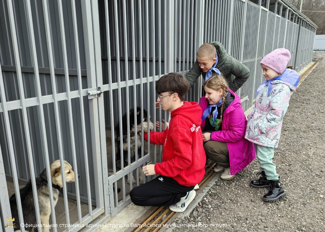 Обучающиеся школы № 4 города Валуйки вместе с родителями и педагогами побывали в приюте для бездомных собак Обучающиеся школы № 4 города Валуйки вместе с родителями и педагогами побывали в приюте для бездомных собак