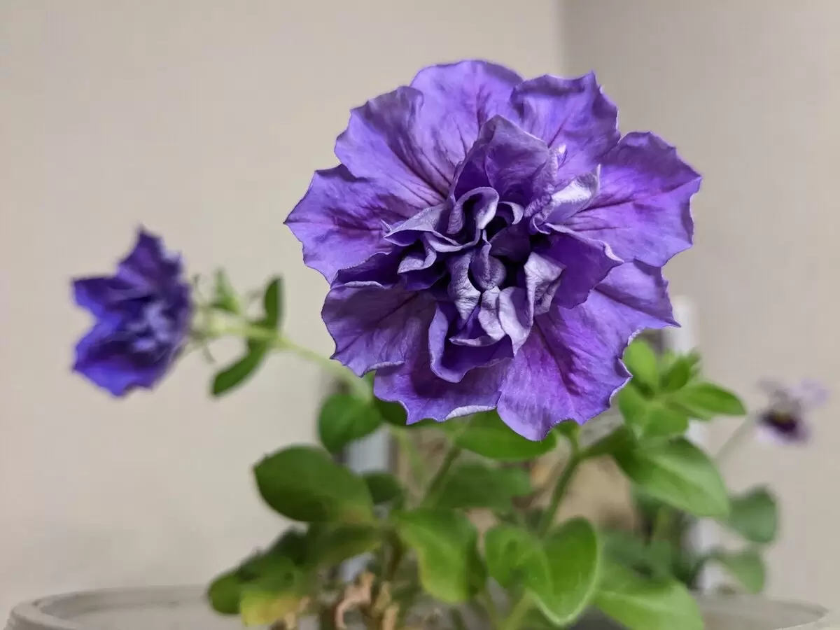 Как рассада пережила двухнедельное отсутствие: неожиданные открытия и яркие сюрпризы