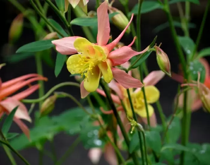 Акустическая симфония цветения: как аквилегия преображает сад