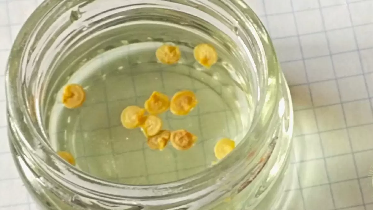 Как замачивание семян перца может изменить ваш урожай: секреты и рекомендации