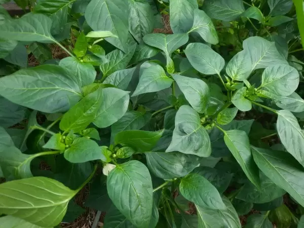 Тайны нормирования перца: как добиться максимального урожая сладких плодов?