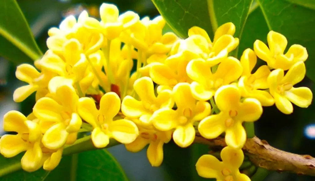 Как османтус превращает ваш сад в райский уголок