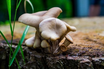 ��� ������ ������� �� ����: ������ ������ � ������