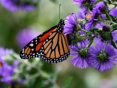 Солнечный маяк для бабочек: тысячелистник становится фаворитом сада