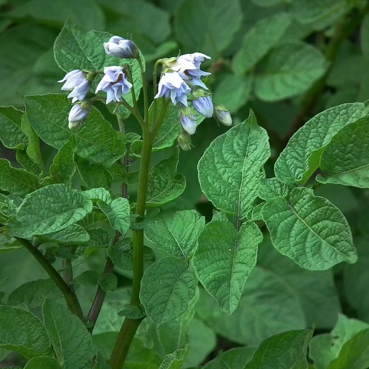 Удаление цветков картофеля: мифы и реальность о урожайности