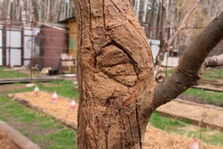 Глиняная болтушка: секрет здорового сада