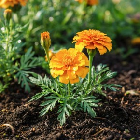 ��� ����� ����� ������ ��� ���������: ������� ������ �� ������������ ����