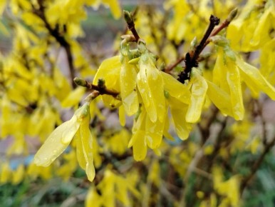 В субботу, 11 апреля, будет облачная погода