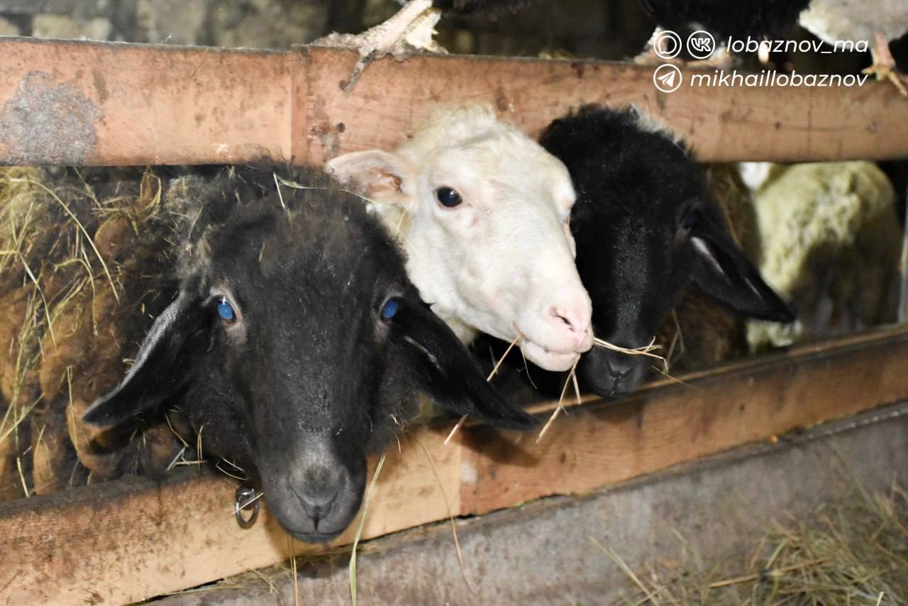 Михаил Лобазнов: Житель села Нижне-Чуфичево развивает личное подсобное хозяйство благодаря социальному контракту Михаил Лобазнов: Житель села Нижне-Чуфичево развивает личное подсобное хозяйство благодаря социальному контракту
