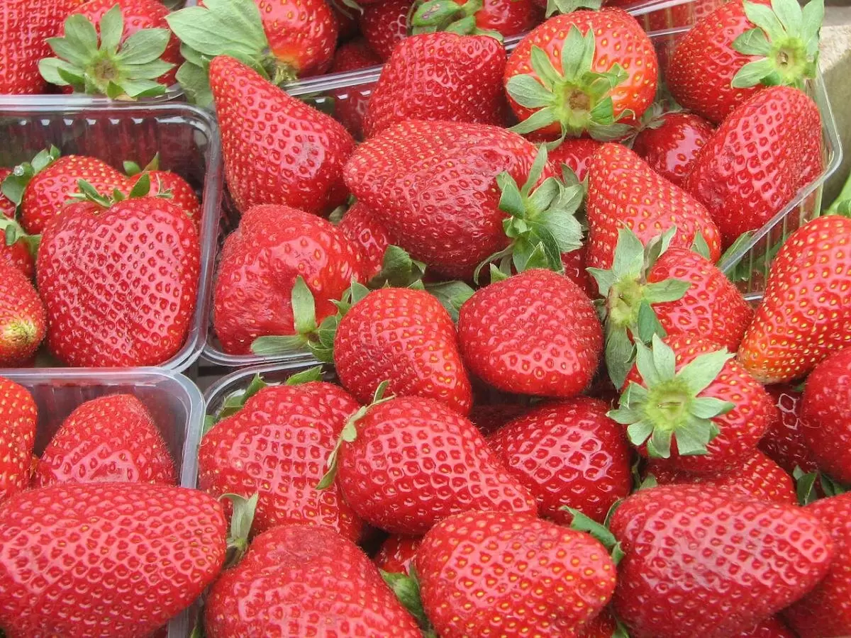 Почему ваша клубника кислая и мелкая? Исправляем ошибки в подкормке