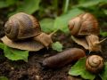 Натуральная защита: как избавиться от слизней без химии
