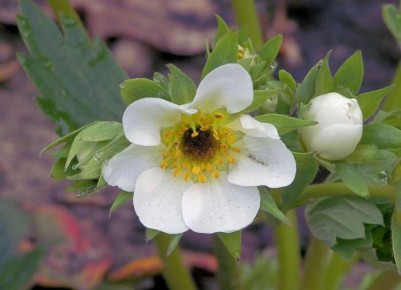 ����� � ���������� �����������: ������� ������������ �������