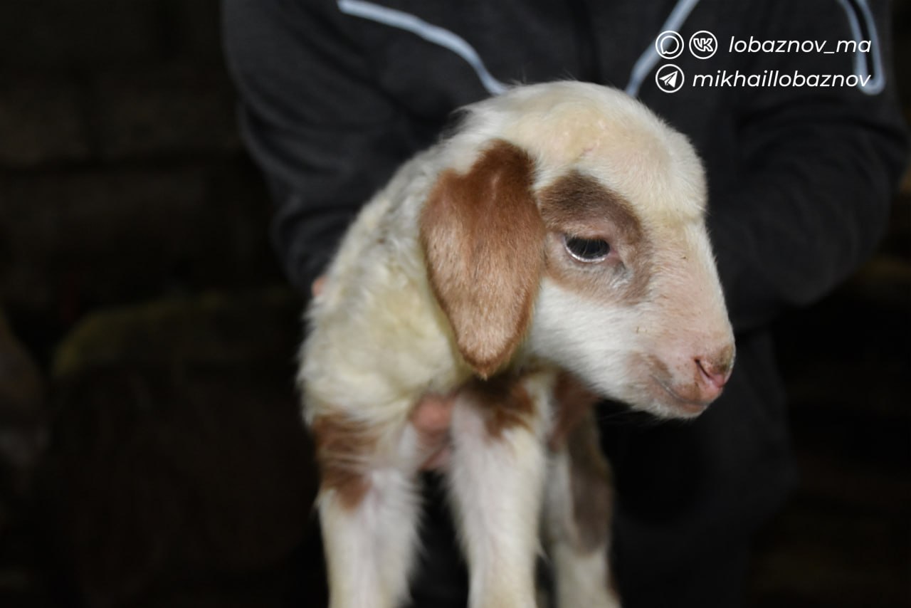 Михаил Лобазнов: Житель села Нижне-Чуфичево развивает личное подсобное хозяйство благодаря социальному контракту Михаил Лобазнов: Житель села Нижне-Чуфичево развивает личное подсобное хозяйство благодаря социальному контракту
