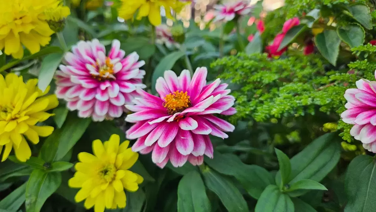 Как цветы могут защитить ваш сад от вредителей без химии