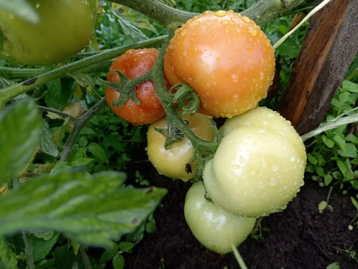 Эффективные меры борьбы с фитофторой: советы для огородников