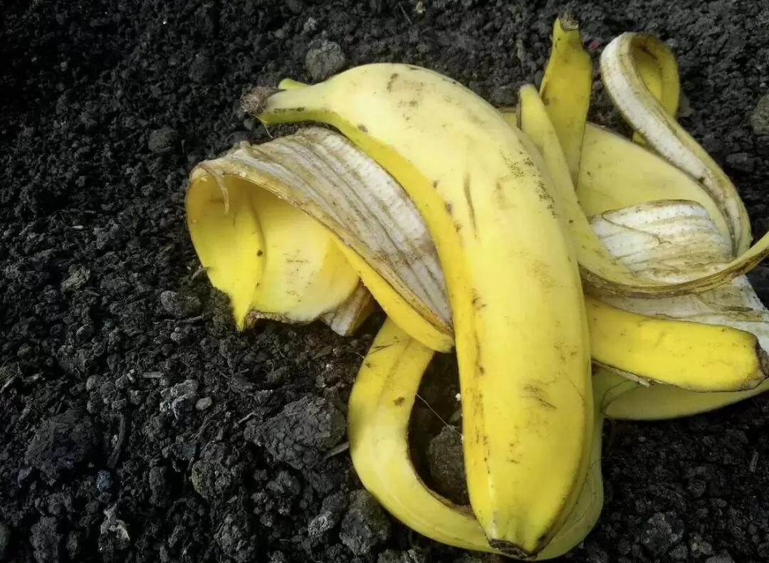 Банановая кожура как натуральное удобрение: 5 неожиданных способов применения