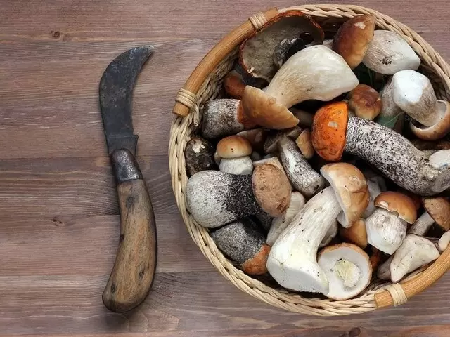 Грибной бум: осенние опята и польские грибы продолжают радовать любителей «тихой охоты»