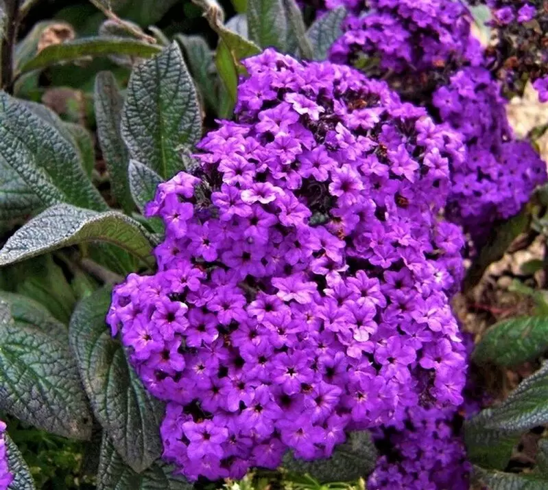 Гелиотроп: яркий цветок, обладающий уникальным ароматом и вечным очарованием