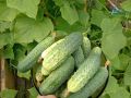Лучшие гибриды огурцов для теплицы в 2025 году