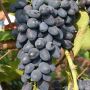 Виноград Надежда АЗОС: превосходство синих ягод с мясистой мякотью