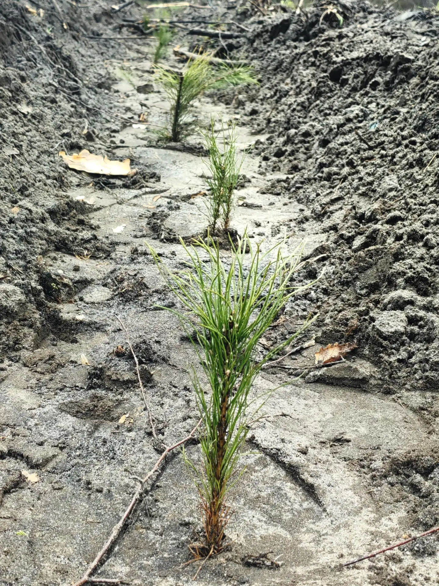 В урочище Пески в Белгороде появился парк в честь грядущего 100-летия государственного пожарного надзора В урочище Пески в Белгороде появился парк в честь грядущего 100-летия государственного пожарного надзора
