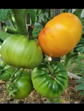 ������������� ���� ������� �����: ������ ������� �� ������� ���� �������� ���������