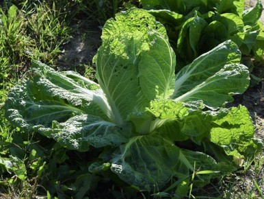 ��� ��������� ��������� ��������� ������� � ����: ������ ��� �������� ������