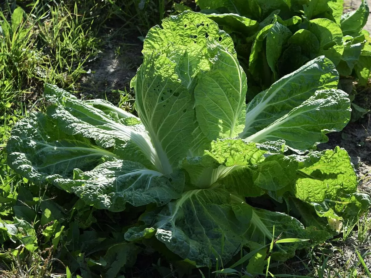 Как правильно вырастить пекинскую капусту в июне: советы для быстрого урожая