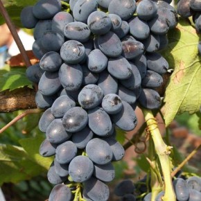 �������� ������� ����: ������������� ����� ���� � �������� �������