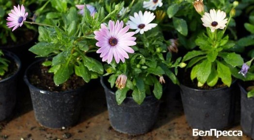 �� ������ � �������� ������ ����� � ������ �����