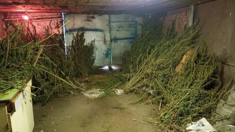 У жительницы Новооскольского округа изъяли 16 кг конопли