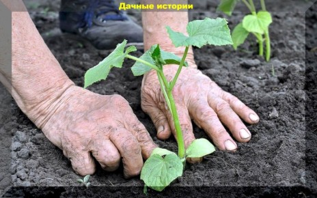 Секреты успешного выращивания рассады: советы и ошибки, которые стоит избежать