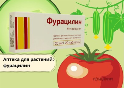 ��������� ��� ��������: ���� � ����������