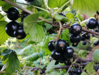 ��� �������� ��������� �� �������� ���: ������ � ������������