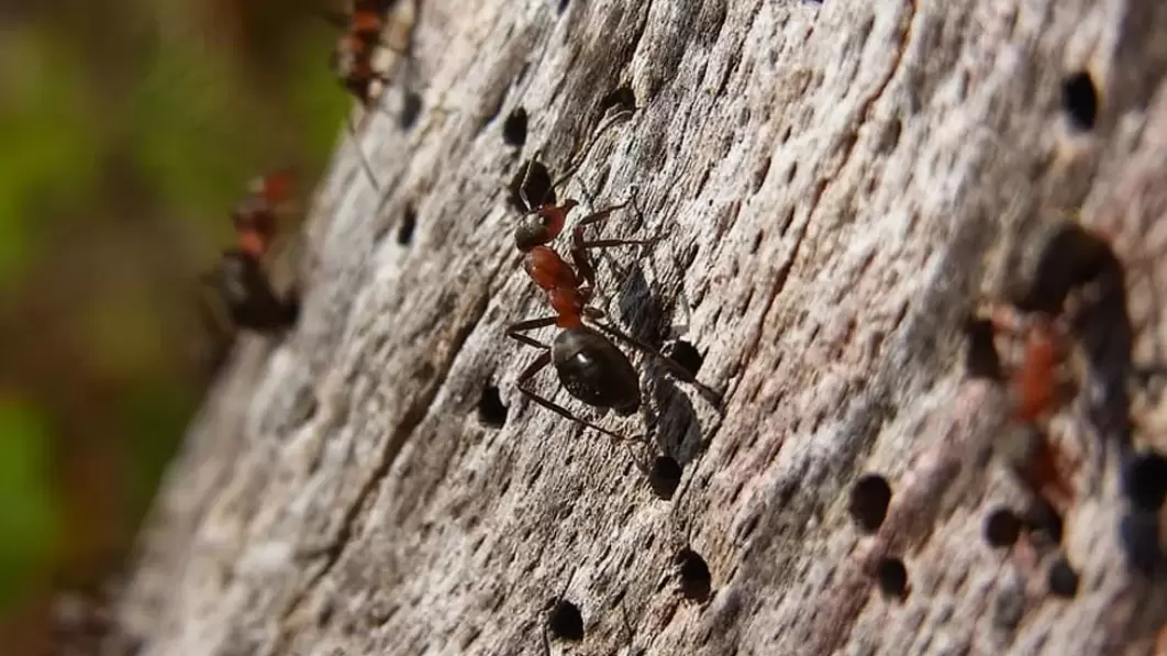 Эффективная борьба с муравьями: пять натуральных методов для защиты сада