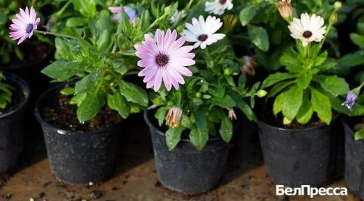 «В планах – создание «живой» стены у здания загса