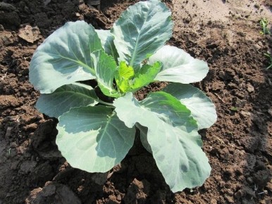 Как защитить капусту от вредителей в июне