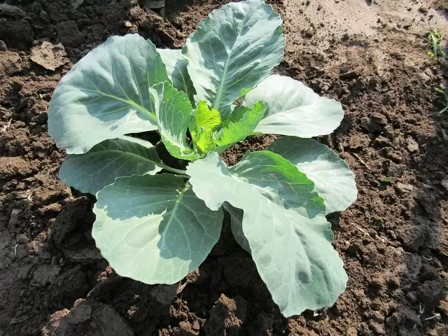 Как защитить капусту от вредителей в июне