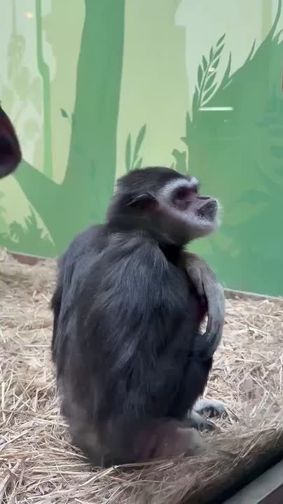 Начинаем утро с нежности двух обезьянок из белгородского зоопарка